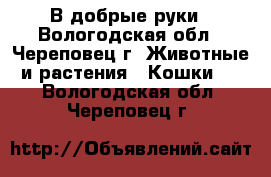 В добрые руки - Вологодская обл., Череповец г. Животные и растения » Кошки   . Вологодская обл.,Череповец г.